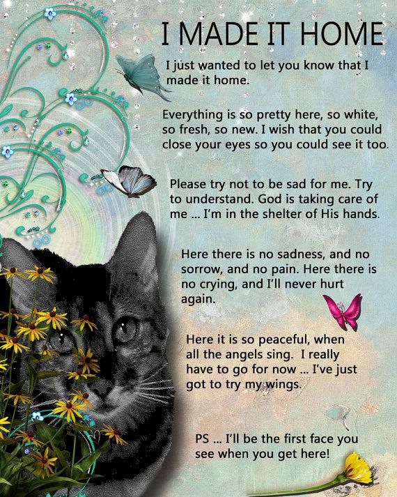 Cat Loss Quotes - By Shashana Web, Photography & Video Services